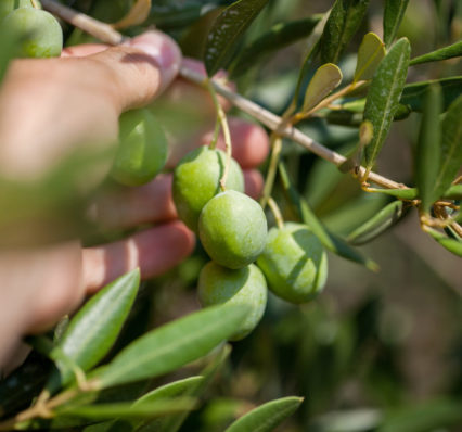 Olives on olive tree in autumn. Season nature image